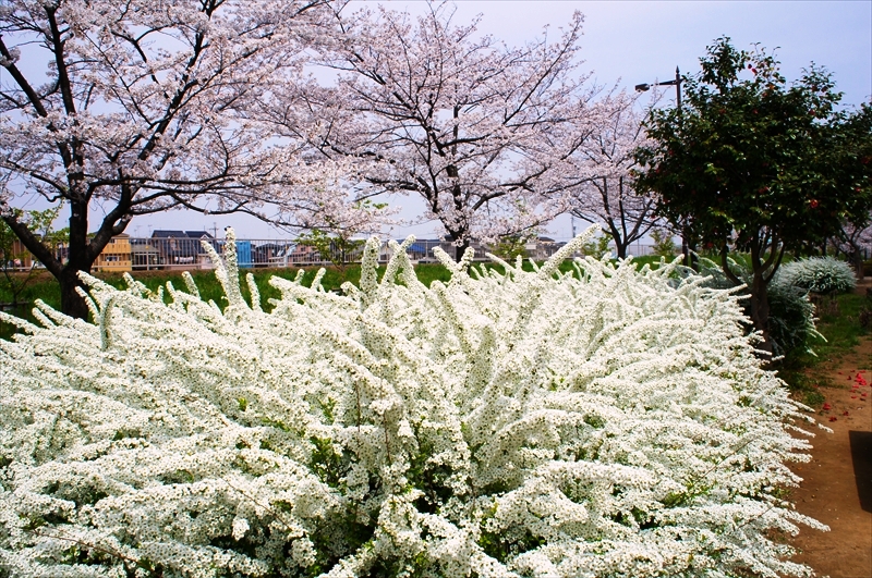 DSC03852_R