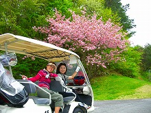 八重桜