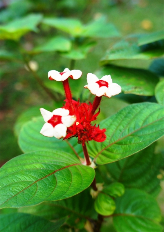 DSC08269_R