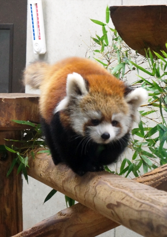 DSC01276_R