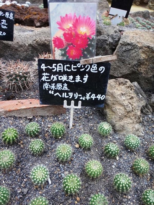 DSC06947_R