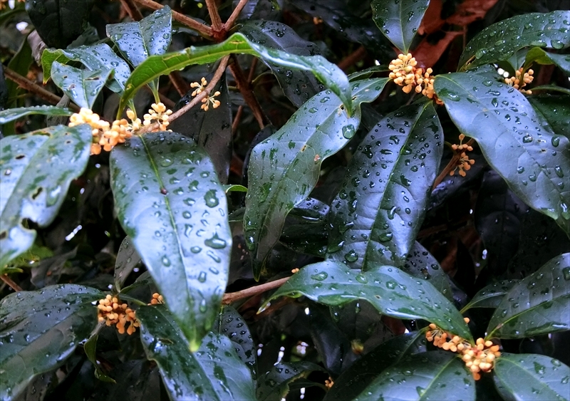 CIMG2498_R