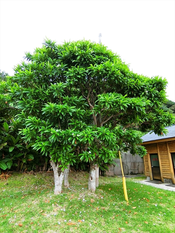CIMG5387_R