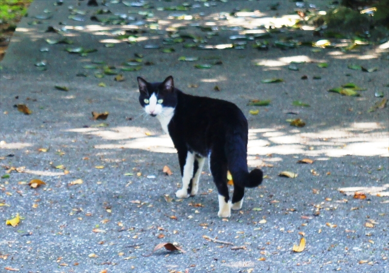 DSC00884_R