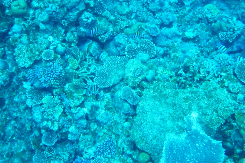 R0017033_R