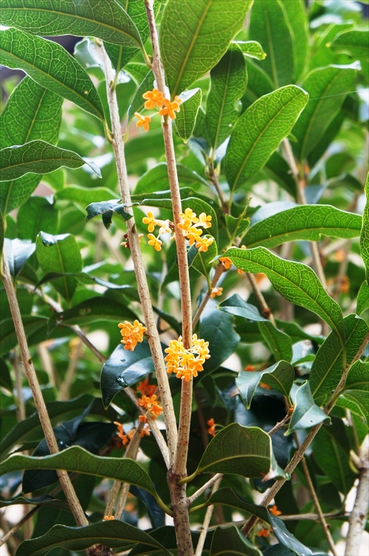 DSC08944_R