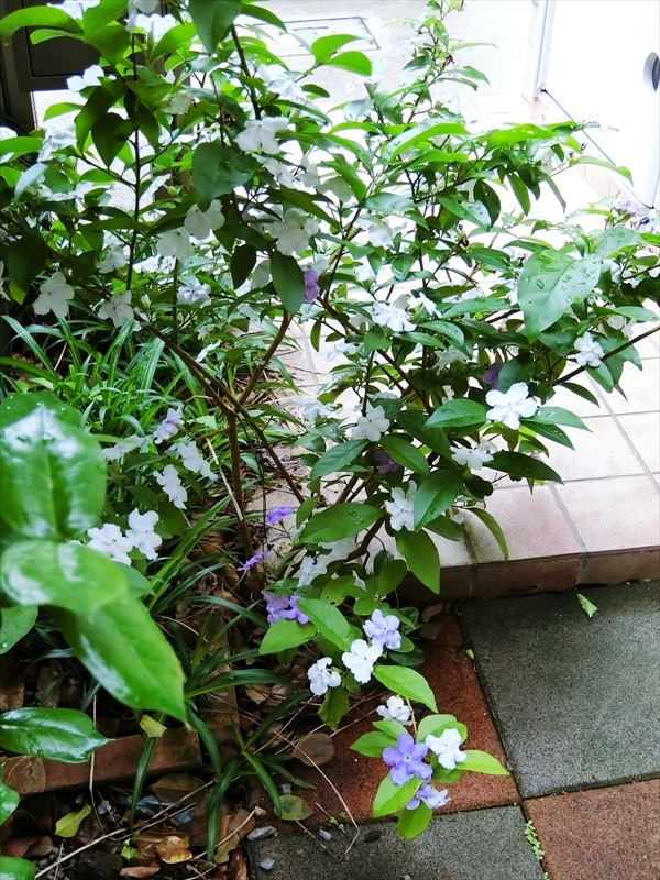 CIMG2657_R