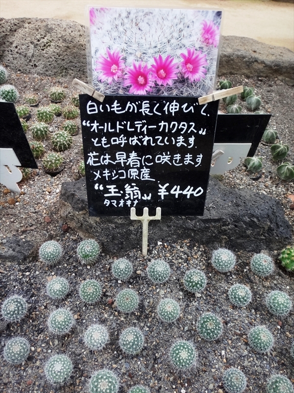 DSC06946_R