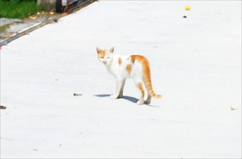 DSC00963_R