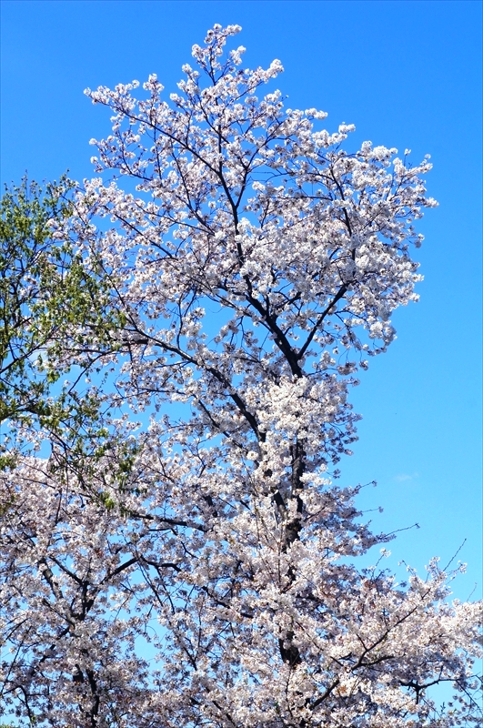 DSC00926_R