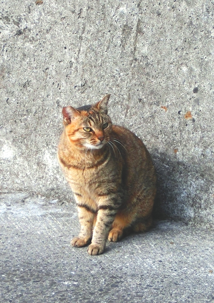 CIMG0238 (2)_R