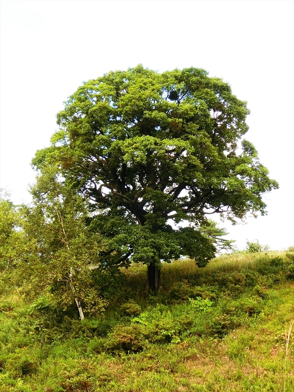 CIMG2822_R