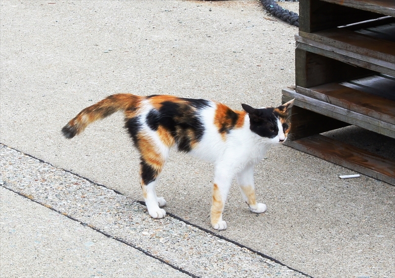 DSC05733_R