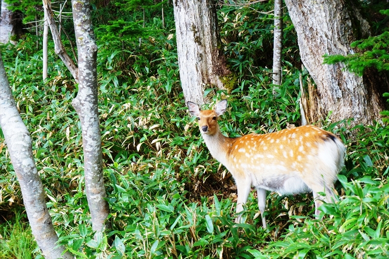 DSC01113_R