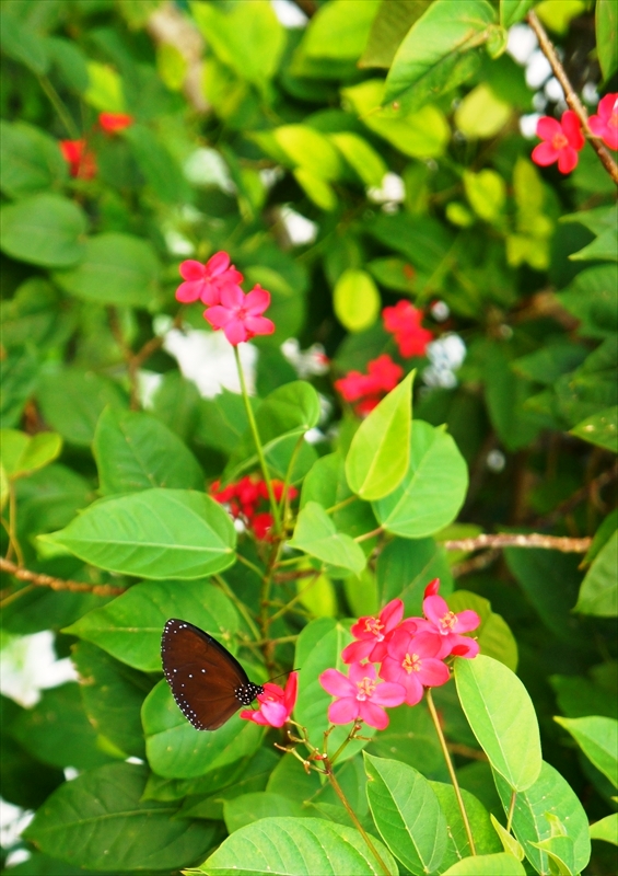 DSC00908_R