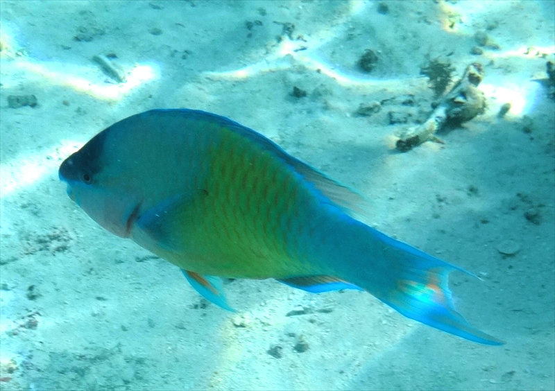 DSC08549_R