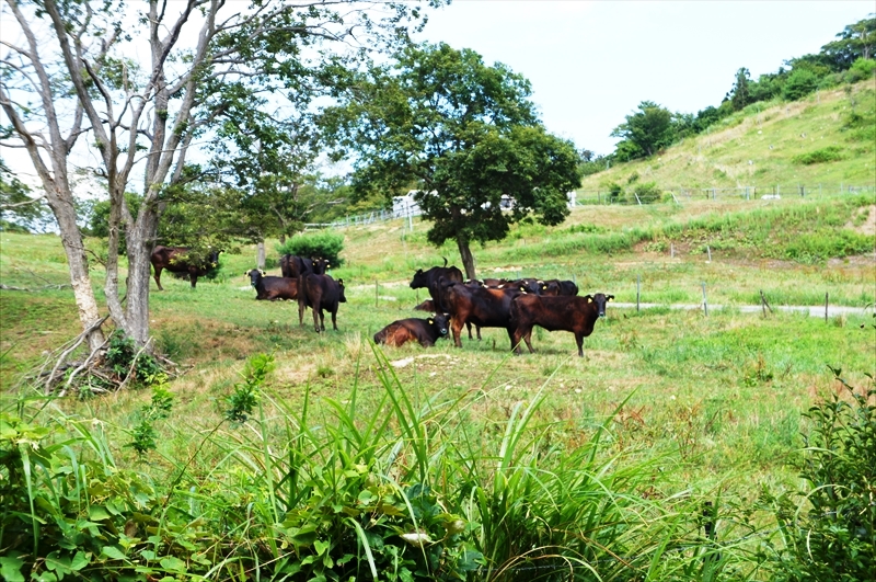 DSC05441_R
