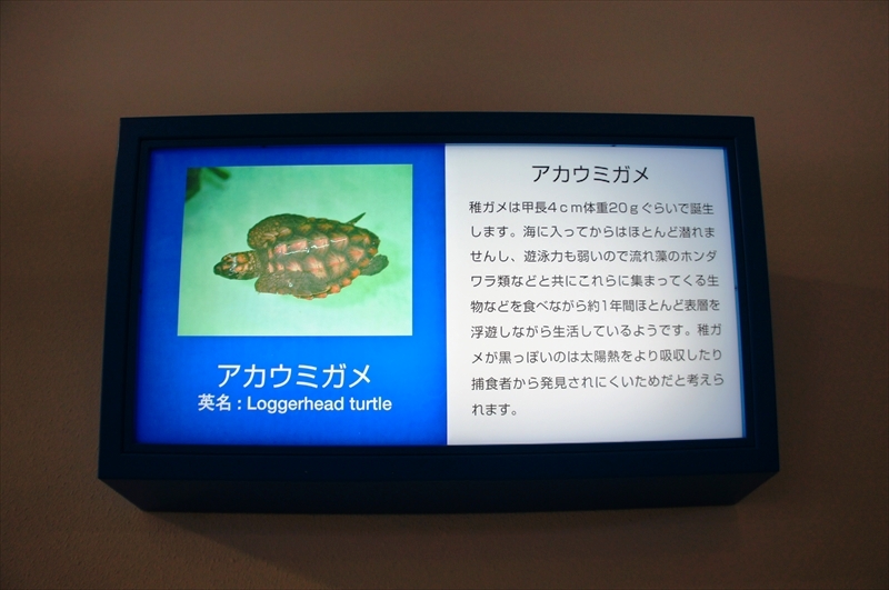 DSC03597_R