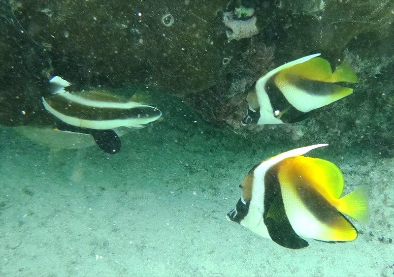 DSC08536_R