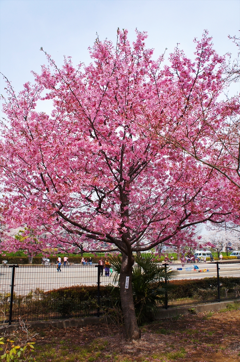 DSC03843_R