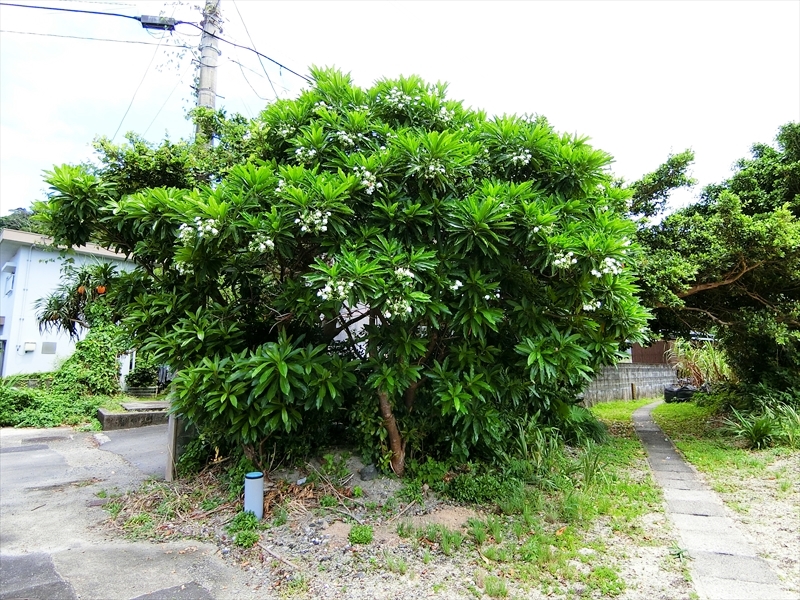 CIMG4634_R