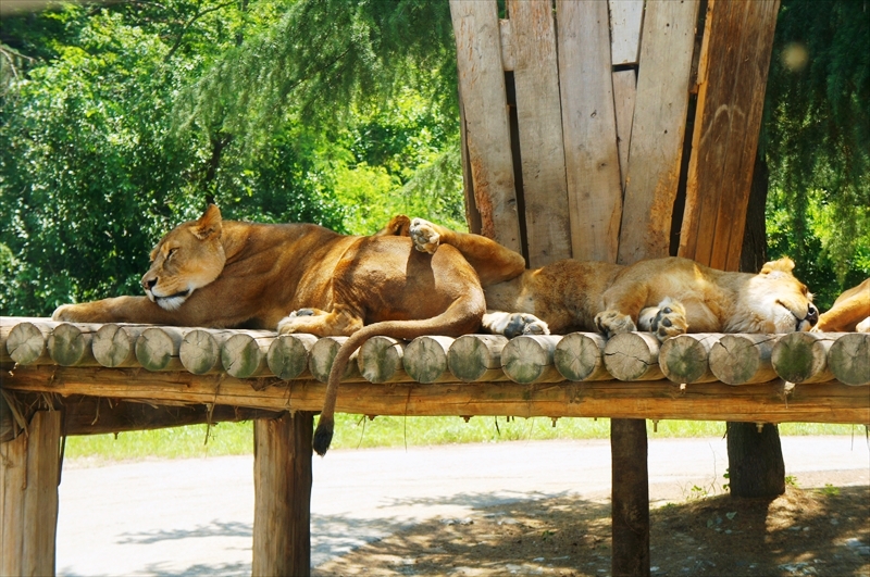 DSC08701_R