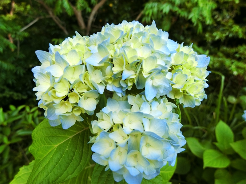 CIMG2888_R