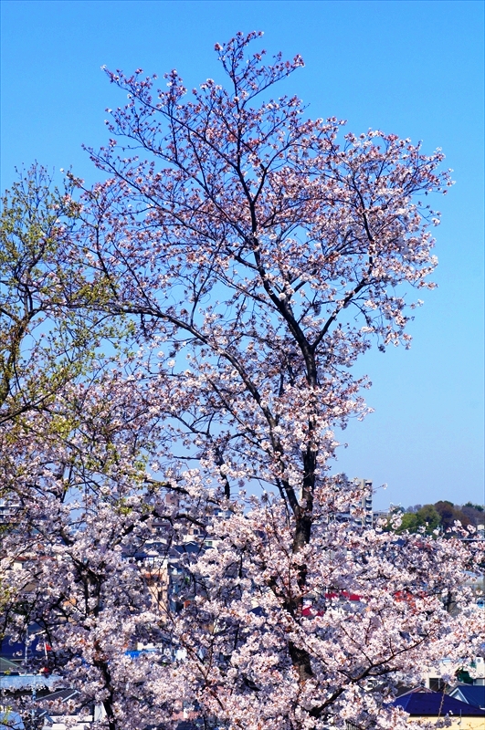 DSC00916_R