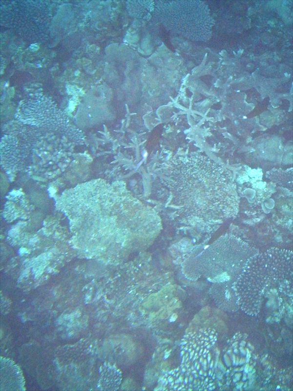 R0016959_R