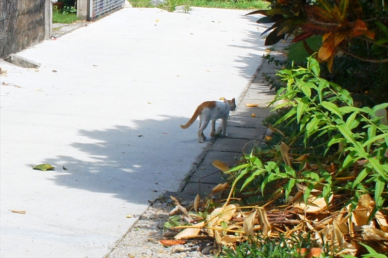 DSC00960_R