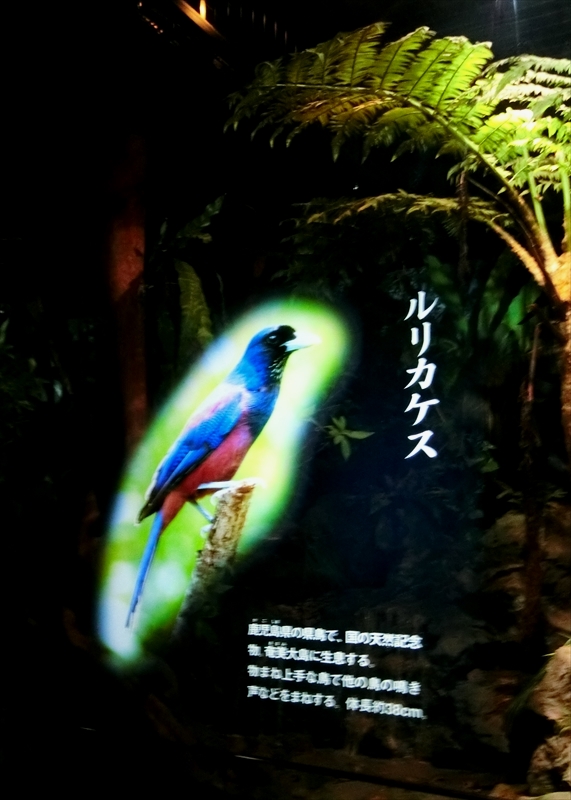 CIMG7421_R