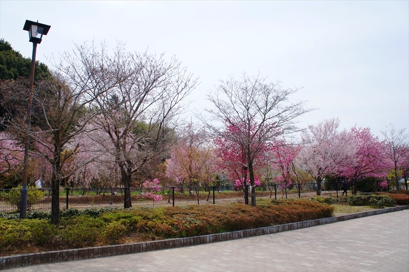 DSC03841_R