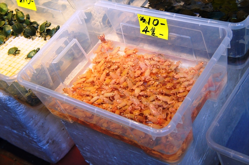 DSC00842_R