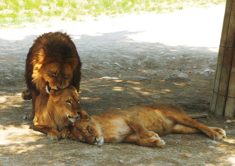 DSC08689_R