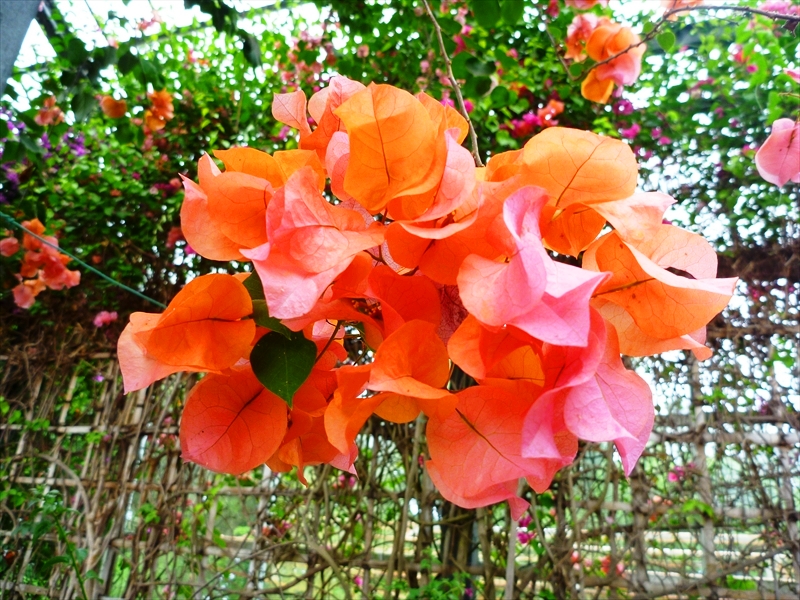 P1060396_R