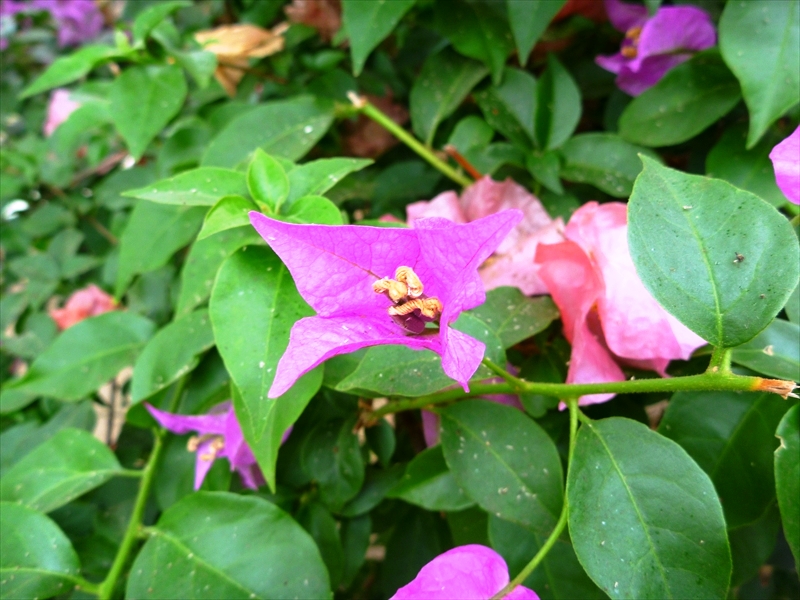 P1060395_R
