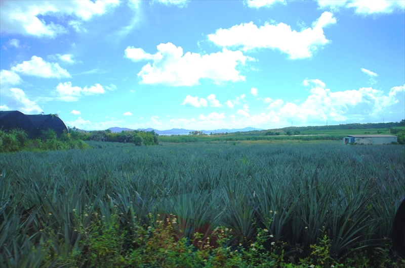 DSC00950_R
