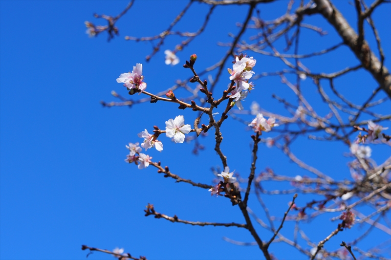 DSC01355_R
