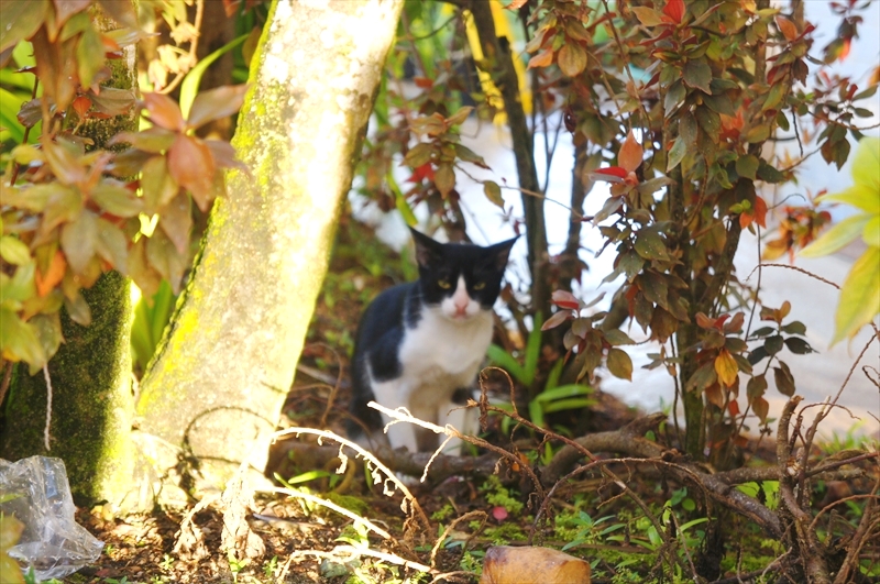 DSC00785_R