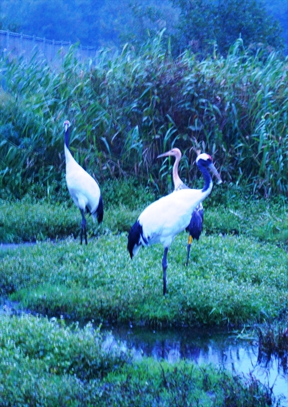 DSC00679_R