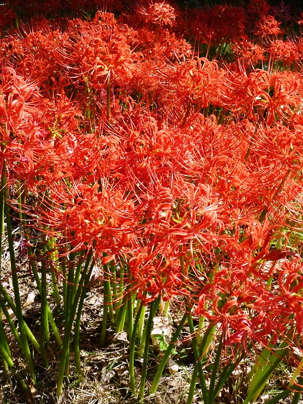 P1010515_R