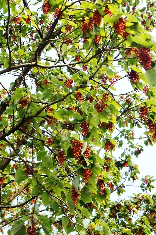 DSC01098_R