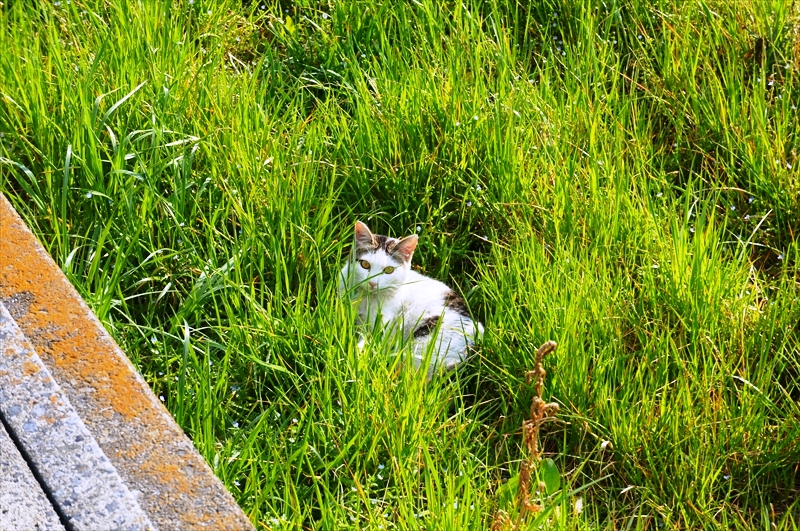 DSC02587_R