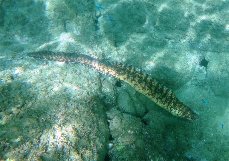 DSC04432_R