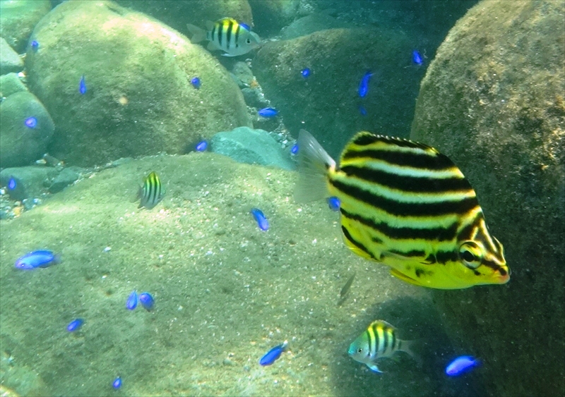DSC0010_R