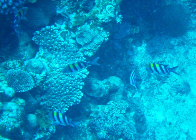 R0017096_R