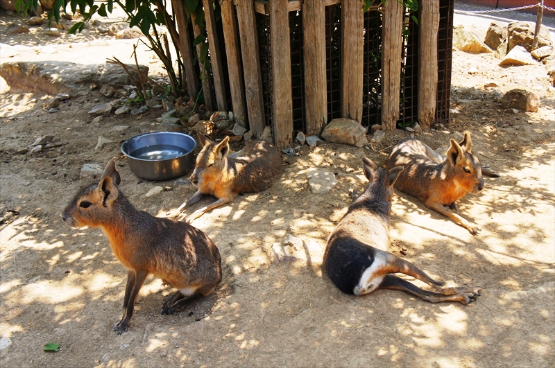 DSC08636_R