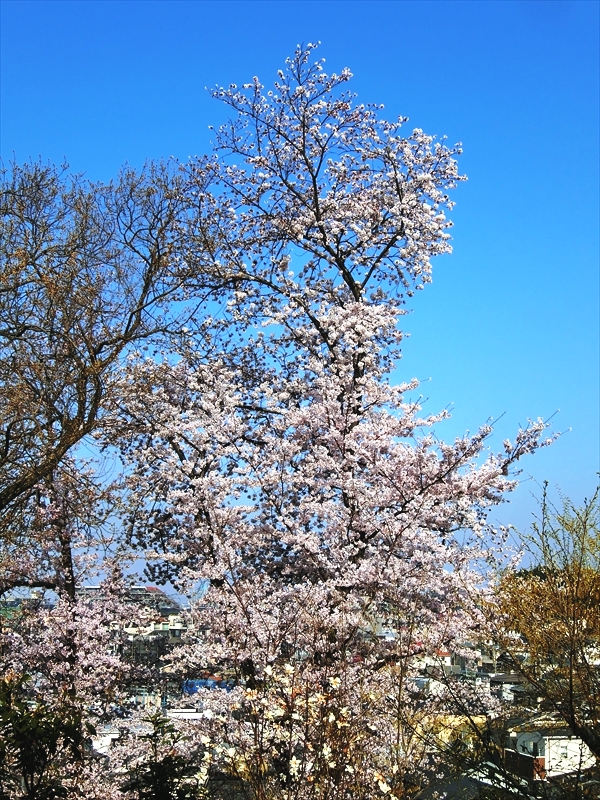 CIMG2407_R