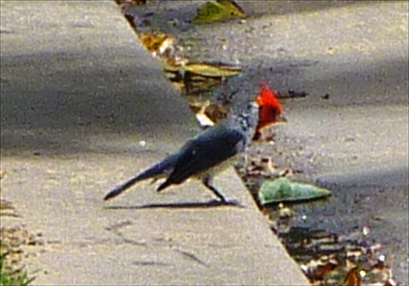 P101088101_R