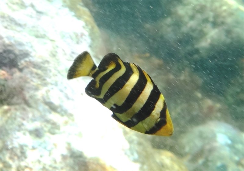 DSC00115_R